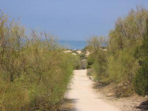 path in the dunes